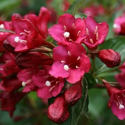 Вейгела ЕВА РАТКЕ  Вейгела ЕВА РАТКЕ в Подольске