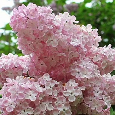 Сирень ВЕЧЕРНИЙ ЗВОН в Подольске