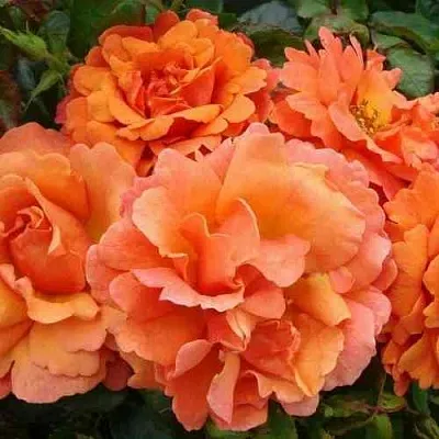 Саженцы роз БРИДЖ ОФ САЙЗ плетистая  Саженцы роз БРИДЖ ОФ САЙЗ плетистая в Подольске