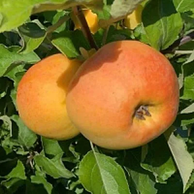 Яблоня АНТОНОВКА ЗОЛОТАЯ  Яблоня АНТОНОВКА ЗОЛОТАЯ в Подольске