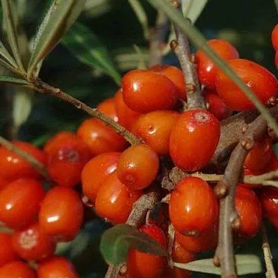 Облепиха ВОРОБЬЕВСКАЯ в Подольске