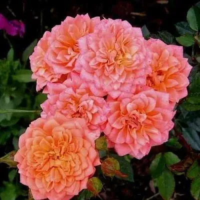 Саженцы роз НИНЕТТА спрей  Саженцы роз НИНЕТТА спрей в Подольске