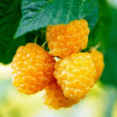 Малина МЕДОВАЯ в Подольске