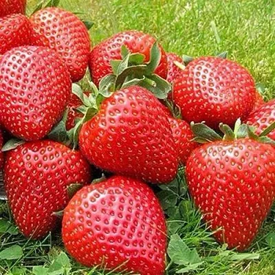 Клубника ЭЛИАНЕ  Клубника ЭЛИАНЕ в Подольске