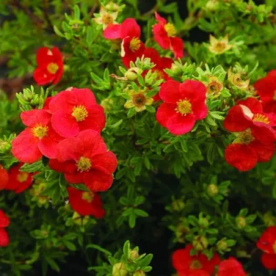 Лапчатка РЕД АЙС кустарниковая  Лапчатка РЕД АЙС кустарниковая в Подольске