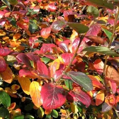 Кизильник блестящий в Подольске