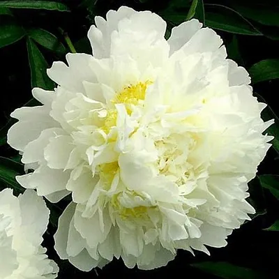 Пион ЗОЛОТОЙ ОРЕОЛ травянистый в Подольске