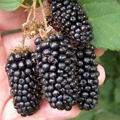 Ежевика ЛОХ НЕСС бесшипная  Ежевика ЛОХ НЕСС бесшипная в Подольске