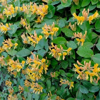 Жимолость ТЕЛЬМАНА в Подольске