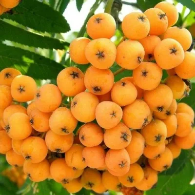 Рябина НЕВЕЖИНСКАЯ ЖЕЛТАЯ сладкоплодная — описание сорта Рябина НЕВЕЖИНСКАЯ ЖЕЛТАЯ сладкоплодная в Подольске