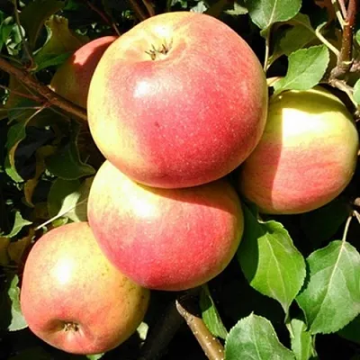 Яблоня ЭМБАССИ  Яблоня ЭМБАССИ в Подольске
