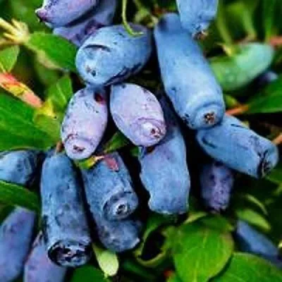 Жимолость съедобная ВОЛХОВА в Подольске