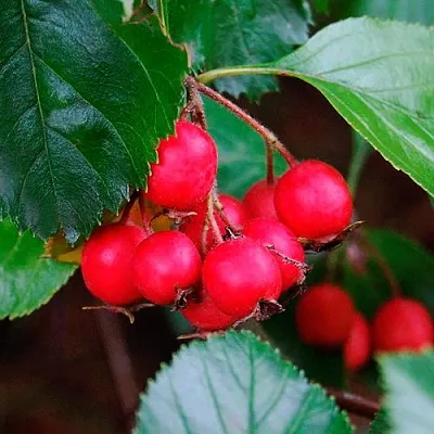 Боярышник ЛЮДМИЛ  Боярышник ЛЮДМИЛ в Подольске