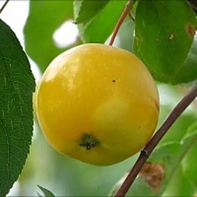 Яблоня КИТАЙКА ЖЁЛТАЯ колонновидная  Яблоня КИТАЙКА ЖЁЛТАЯ колонновидная в Подольске