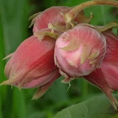 Фундук АКАДЕМИК ЯБЛОКОВ  Фундук АКАДЕМИК ЯБЛОКОВ в Подольске