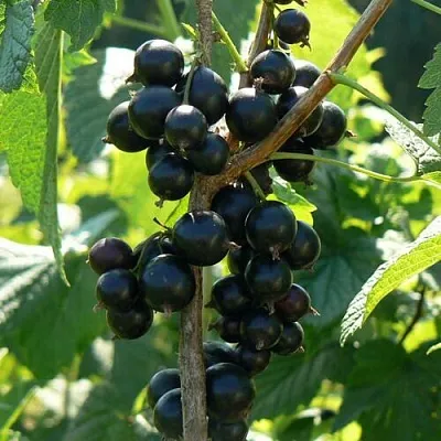 Смородина черная ВОЛОГДА в Подольске