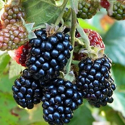 Ежевика ОУАЧИТА бесшипная  Ежевика ОУАЧИТА бесшипная в Подольске