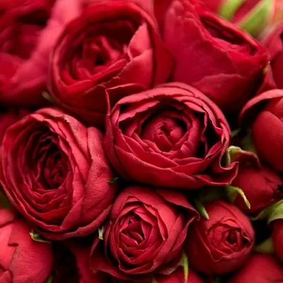 Саженцы роз РЕД ЛЕЙС спрей  Саженцы роз РЕД ЛЕЙС спрей в Подольске