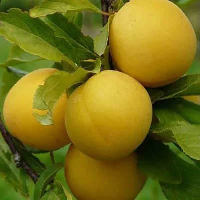 Слива СОЛНЫШКО  Слива СОЛНЫШКО в Подольске