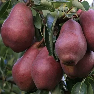 Груша РЕД ВИЛЬЯМС  Груша РЕД ВИЛЬЯМС в Подольске