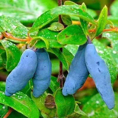 Жимолость съедобная МОРЕНА в Подольске