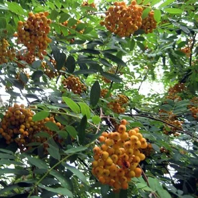 Рябина НЕВЕЖИНСКАЯ ЖЕЛТАЯ сладкоплодная — описание сорта Рябина НЕВЕЖИНСКАЯ ЖЕЛТАЯ сладкоплодная в Подольске