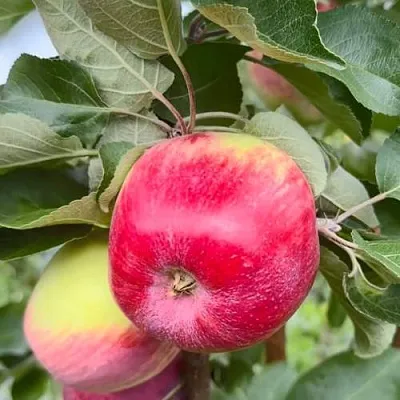 Яблоня АРБАТ колонновидная  Яблоня АРБАТ колонновидная в Подольске