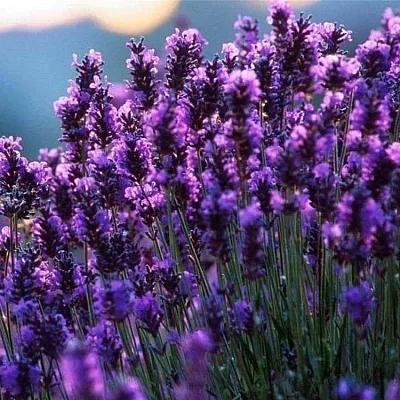 Лаванда  Лаванда в Подольске