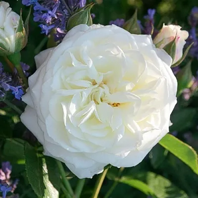 Саженцы роз АЛАБАСТЕР флорибунда  Саженцы роз АЛАБАСТЕР флорибунда в Подольске