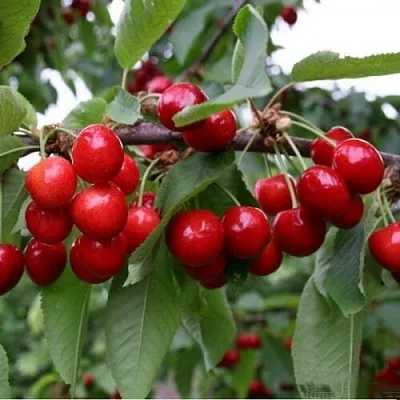 Черешня ДОНЕЦКАЯ КРАСАВИЦА  Черешня ДОНЕЦКАЯ КРАСАВИЦА в Подольске