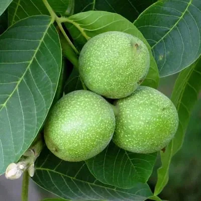 Грецкий орех ЮРИЙ ГАГАРИН  Грецкий орех ЮРИЙ ГАГАРИН в Подольске