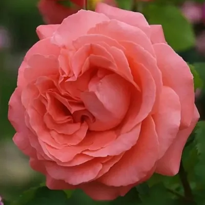 Саженцы роз ДИДИ БРИДЖУОТЕР плетистая  Саженцы роз ДИДИ БРИДЖУОТЕР плетистая в Подольске