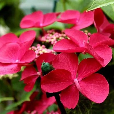 Гортензия РОТШВАНЦ крупнолистная  Гортензия РОТШВАНЦ крупнолистная в Подольске