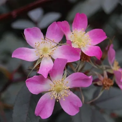 Саженцы роз сизая в Подольске