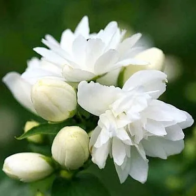 Жасмин ШНЕЕШТРУМ  Жасмин ШНЕЕШТРУМ в Подольске