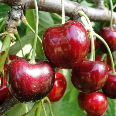 Черешня САШЕНЬКА  Черешня САШЕНЬКА в Подольске