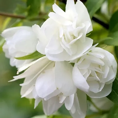 Жасмин МАНТО Д’ЭРМИН  Жасмин МАНТО Д’ЭРМИН в Подольске