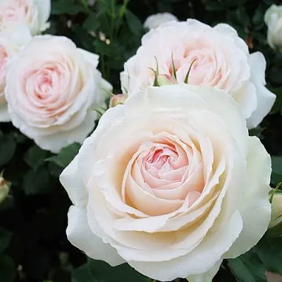 Саженцы роз ПАЛЕ РОЯЛЬ плетистая  Саженцы роз ПАЛЕ РОЯЛЬ плетистая в Подольске