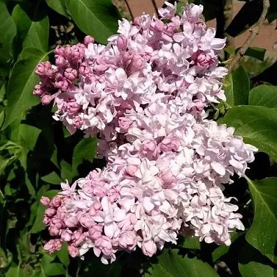 Сирень МИЛОСЕРДИЕ  Сирень МИЛОСЕРДИЕ в Подольске