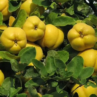 Цидония  Цидония в Подольске