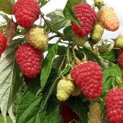 Саженцы малины Патриция Саженцы малины Патриция