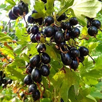 Смородина золотистая ОВАЛЬНАЯ  Смородина золотистая ОВАЛЬНАЯ в Подольске