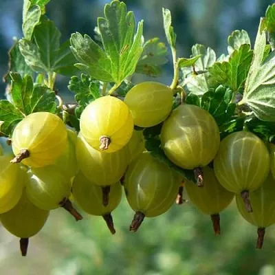 Крыжовник ХИННОНМАЙНЕН КЕЛЬТАЙНЕН  Крыжовник ХИННОНМАЙНЕН КЕЛЬТАЙНЕН в Подольске