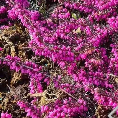 Вереск  Вереск в Подольске