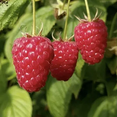 Малина МАПЕМА   Малина МАПЕМА  в Подольске