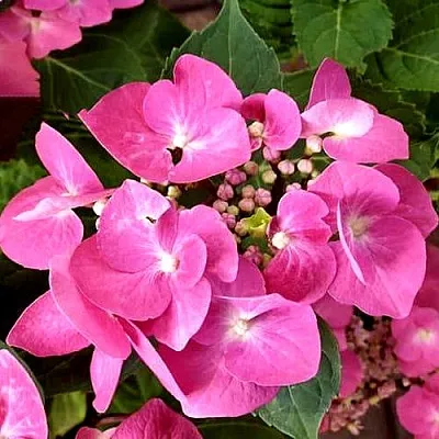 Гортензия ТАУБЕ крупнолистная  Гортензия ТАУБЕ крупнолистная в Подольске