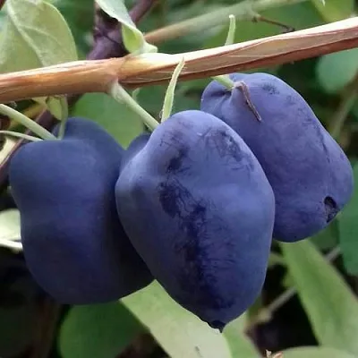 Жимолость съедобная БОРЕАЛ БЬЮТИ (СЕВЕРНАЯ КРАСАВИЦА) в Подольске