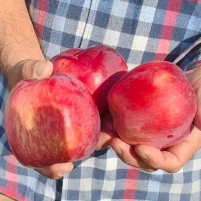 Яблоня ПАМЯТЬ КОВАЛЕНКО — описание сорта Яблоня ПАМЯТЬ КОВАЛЕНКО в Подольске