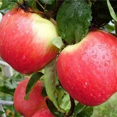 Яблоня ЖЕНЕВА (ЖЕНЕВА ЭРЛИ)  Яблоня ЖЕНЕВА (ЖЕНЕВА ЭРЛИ) в Подольске