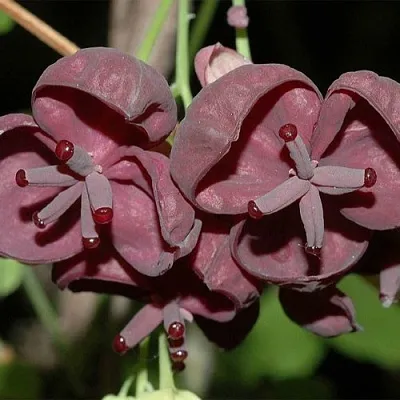 Акебия  Акебия в Подольске